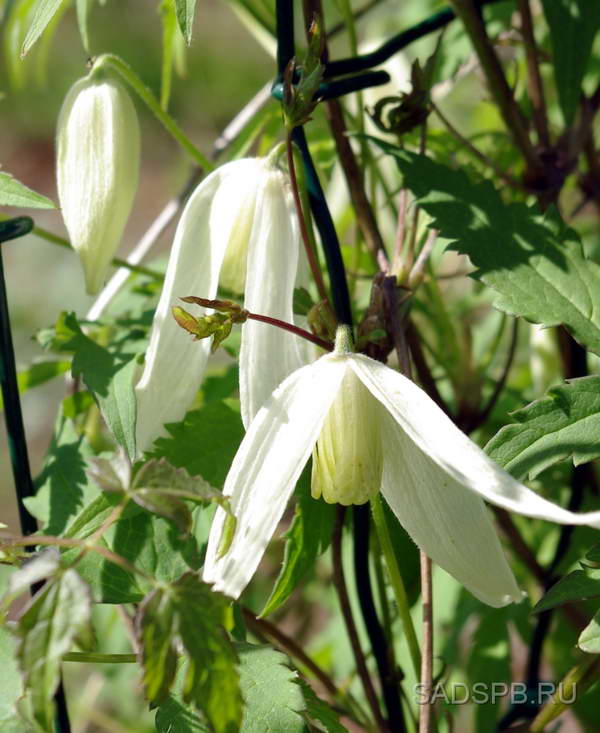 Княжик сибирский, Atragene_sibirica